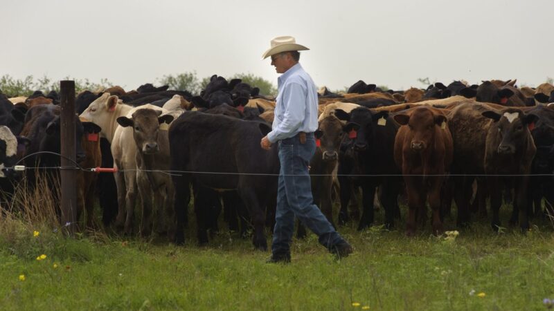 Cattle on a ranch in Texas